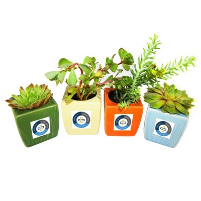 Assorted Succulents in Colorful Ceramic Pot